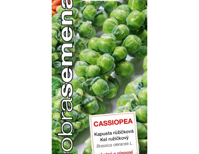 Semințe bune Kale Cassiopea