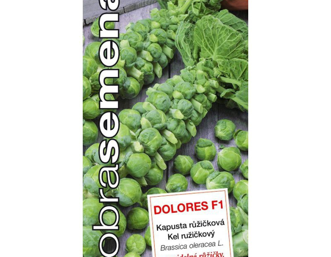 Semințe bune Kale Dolores F1