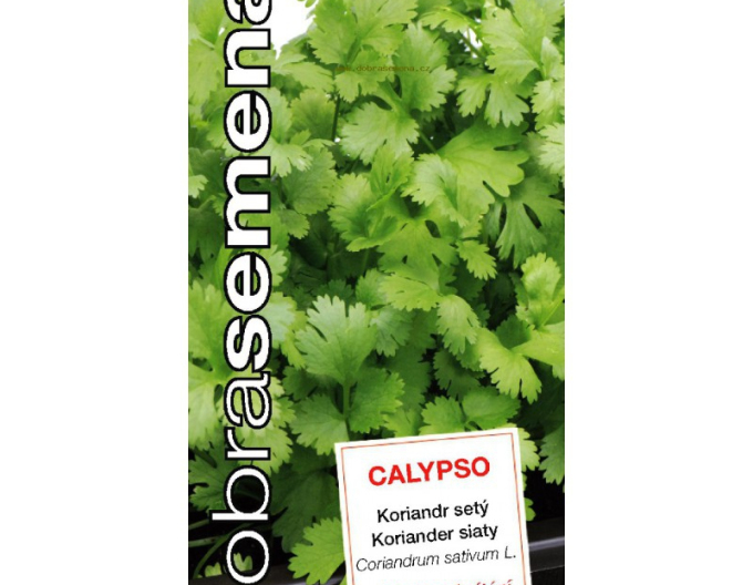 Semințe de coriandru ´Calypso´ bune
