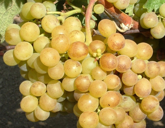 Viță de vie de masă ´Aletta´, cont.2L