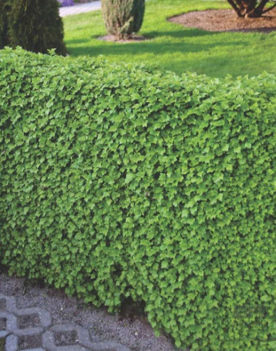 Coacăz alpin "Green Mond