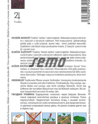 Semo semințe de garoafe ´Maiden Pink´