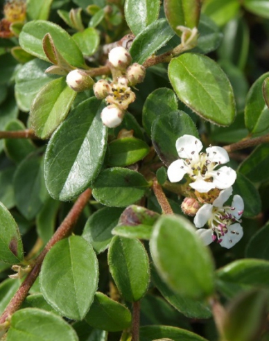 Cotoneaster dammeri "Skogholm"