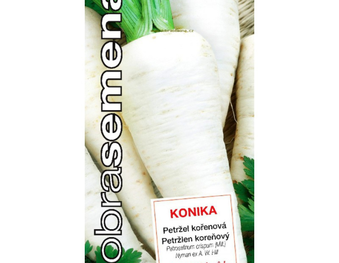 Pătrunjel de grădină Good Seeds - Pătrunjel rădăcină Konika semințebune