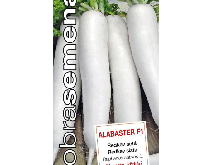 Semințe  Ridiche albă ´Alabaster F1´