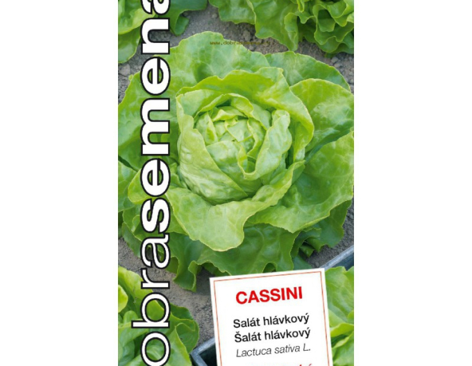 Semințe salată căpățănă ´Cassini´