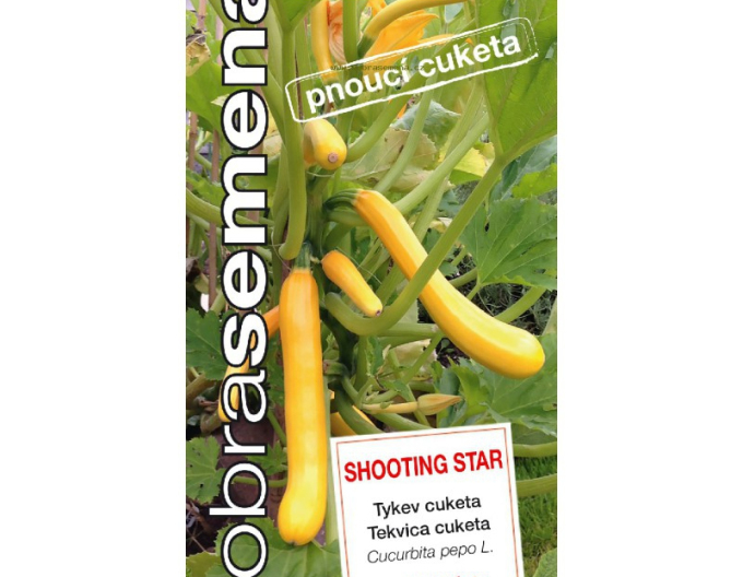 Semințe bune Dovlecel dovleac Shooting Star