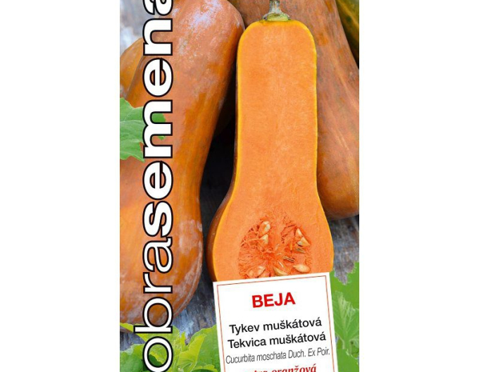 Semințe bune Butternut squash Beja