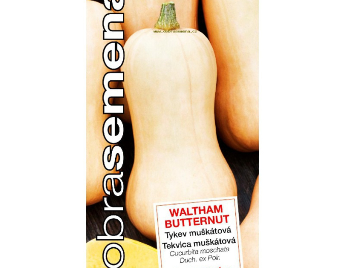 Semințe bune Butternut Waltham dovleac