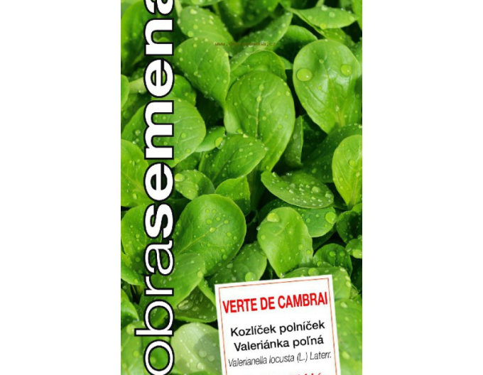 Semințe bune Valerian de Cambrai´Verte de Cambrai´