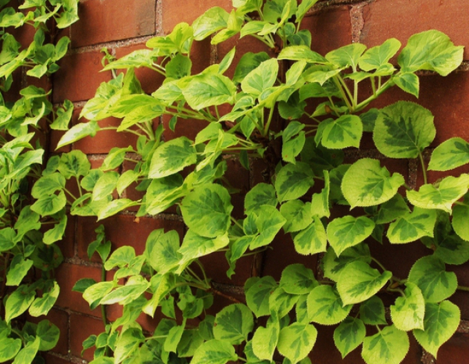 Hortensia cățărătoare Mirranda