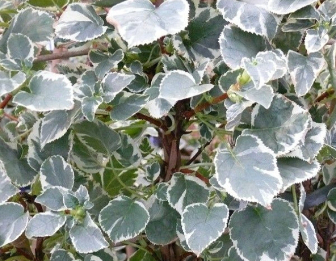 Hortensia cățărătoare ´Take a Chance´