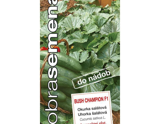 Semințe bune Castravete semănat salată ´Bush Champion F1´