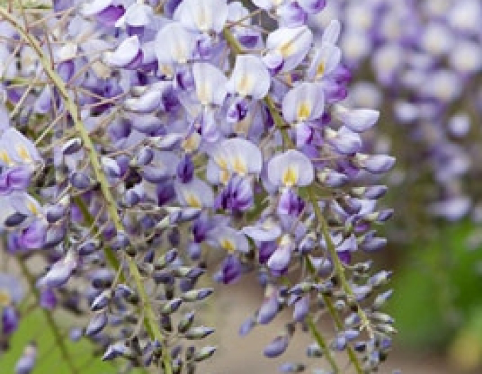 Wisteria înflorită ´Domino´