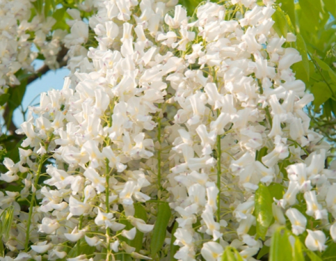 Wisteria înflorită ´Shiro-Noda´