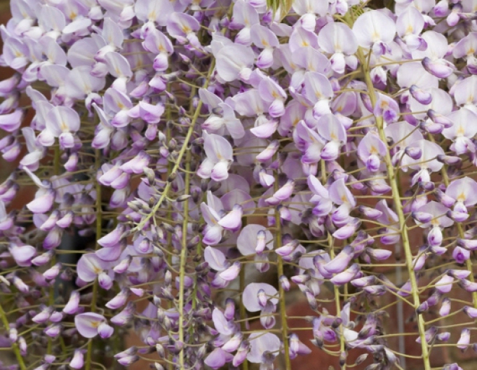 Wisteria înfloritoare ´Kuchi - Beni´