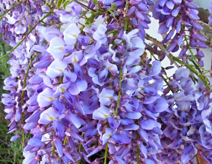 Wisteria înflorită ´Blue dream´