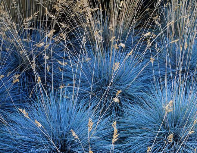 Festuca "Azurite