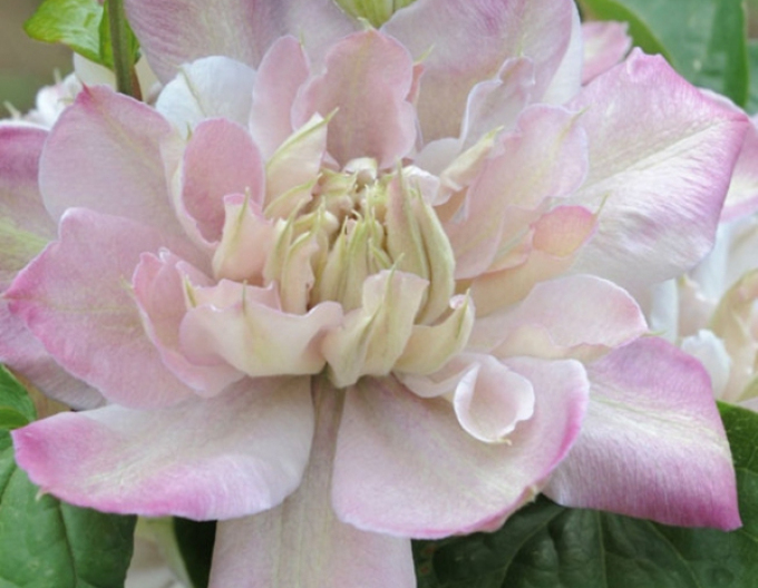 Clematis ´Innocent Blush´