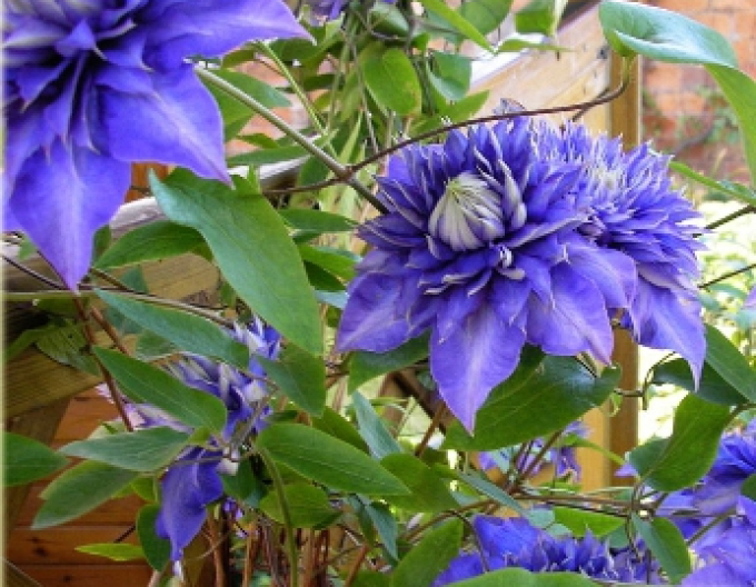 Clematis Lumina albastră