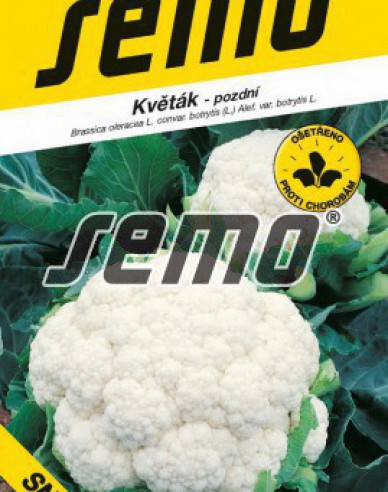 Semo Conopidă  ´Snow Lady´