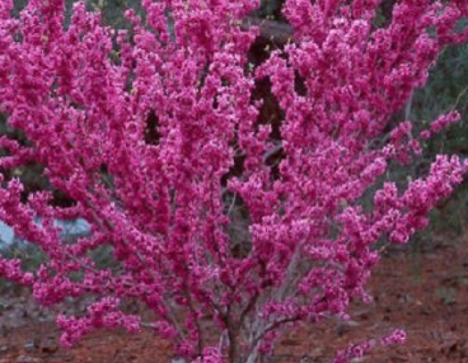 Arborele lui iuda chinezesc Avondale