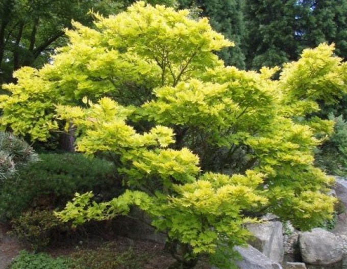 Arțar shirasawanum Aureum