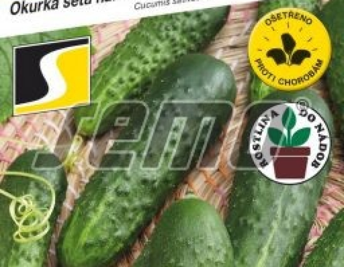 Semințe de castraveți Najada F1´