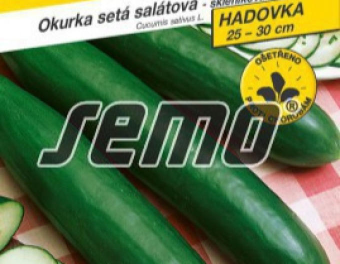 Semințe Saladin F1 Saladin F1