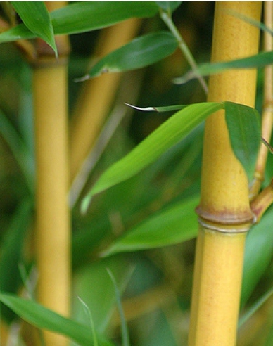 Bambus-auriu ´ Aurea ´