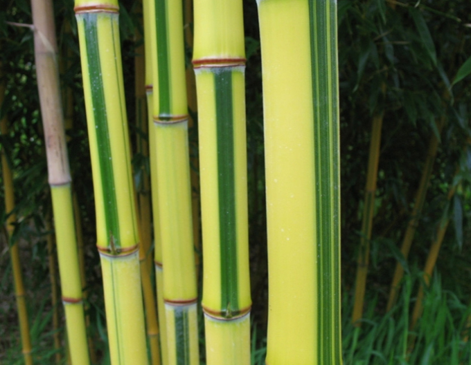 Bambus (Remarcabil) "Spectabilis"