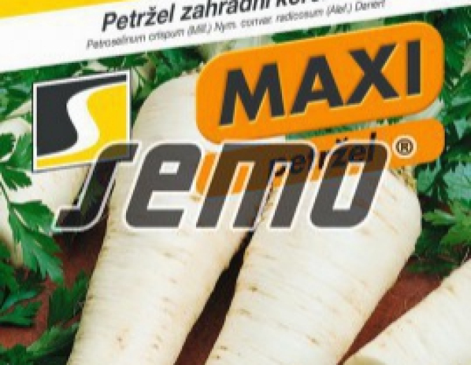 Semințe Pătrunjel grădină - rădăcină ´Atika´