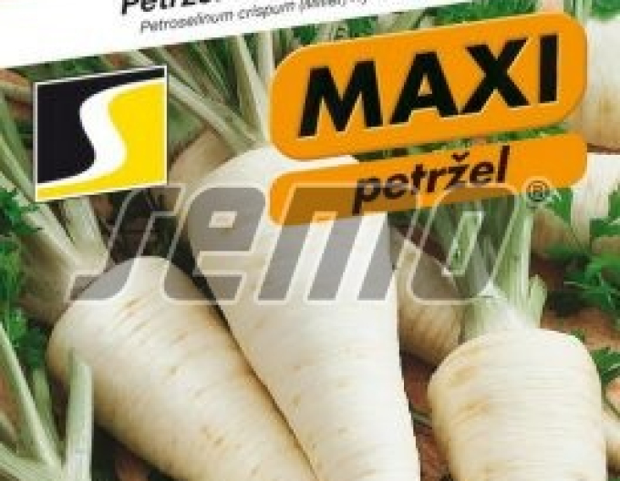 Semințe de pătrunjel de grădină - rădăcină ´Efez´
