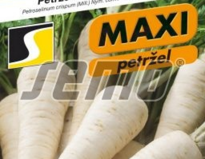 Semințe Pătrunjel de grădină - rădăcină ´Troja´