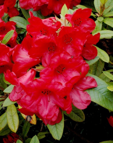 Rhododendron "Red Jack