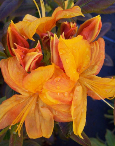Azalea cu flori mari "Klondyke