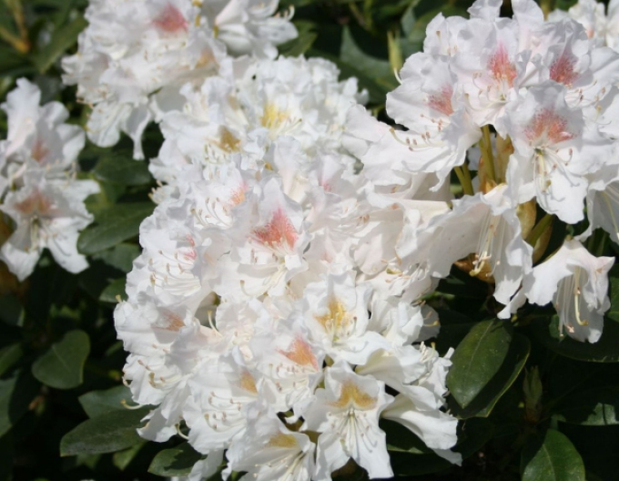 Rhododendron Cunninghams White   80/100cm