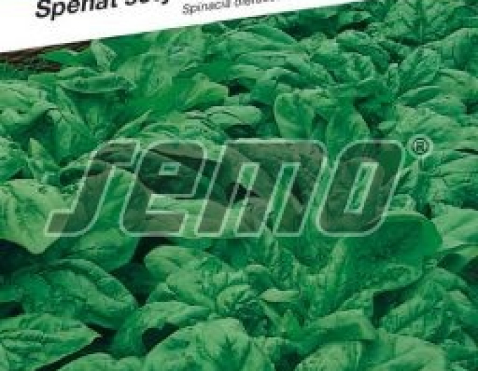 Semințe de spanac ´Winterriesen´