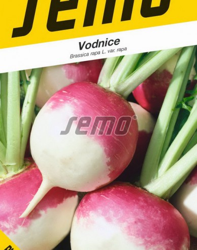 Semo Semințe de napi comestibil ´Purple Top White´