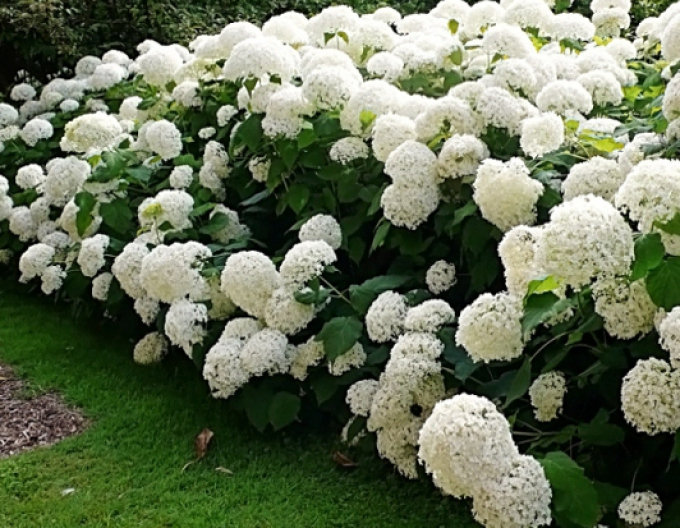 Hortensie pomișor Anabelle