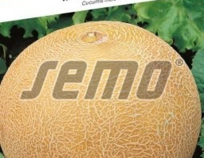 Semo Pepene roșu ´Solartur´