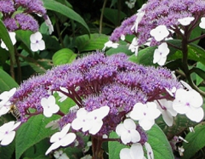 Hortensia Macrophylla