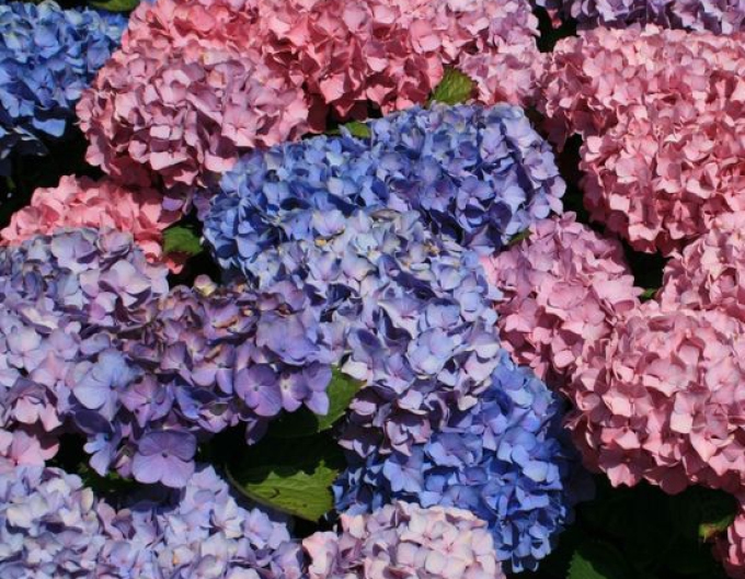 Hortensia Buchet Rose