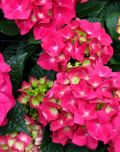 Hydrangea macrophylla Alpengluhen