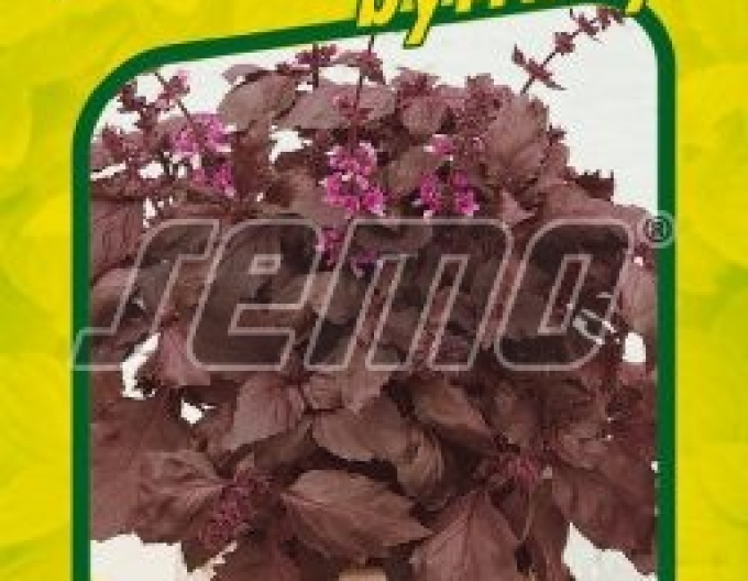 Semințe de busuioc Purple Opaal