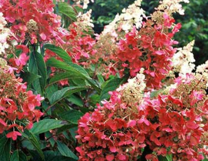 Hortensia Pinky Winky