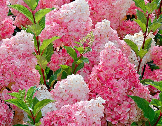 Hortensia Vanille Fraise