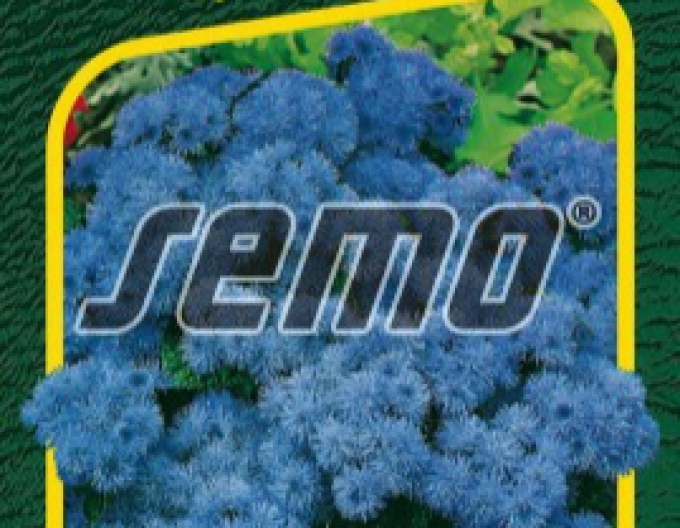 Semo Agerat pitic "Tetra Blue Mink