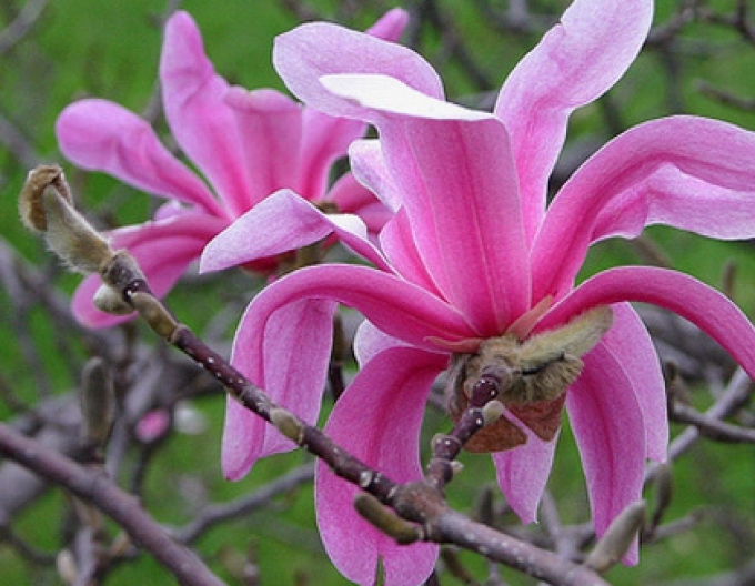 Magnolia ´Leonard Messel´