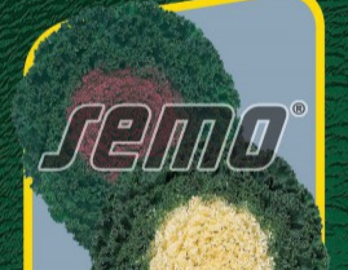 Semințe Kale ornamental Kamome F1 Mix